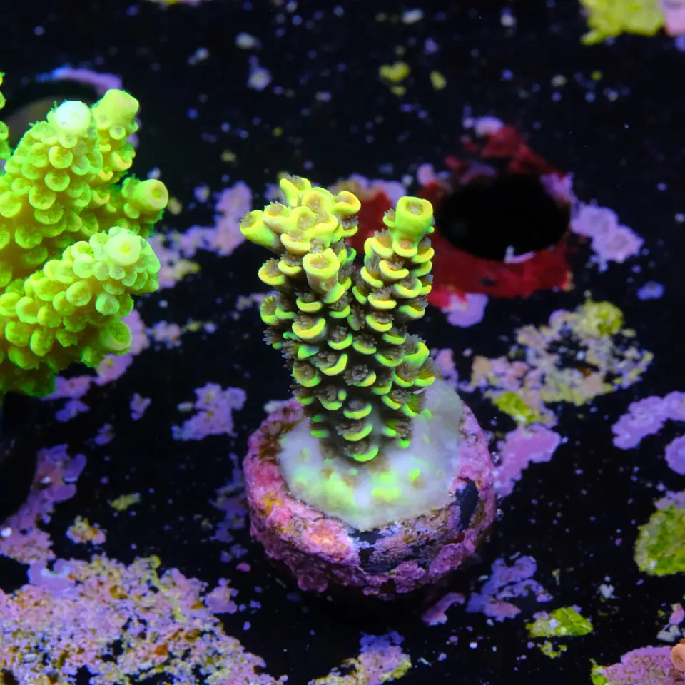 Acropora tenuis sour twist 2