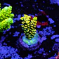 Acropora tenuis sour twist - Thumbnail 1