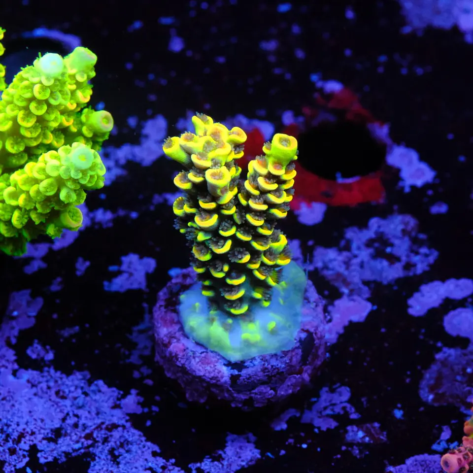 Acropora tenuis sour twist 1