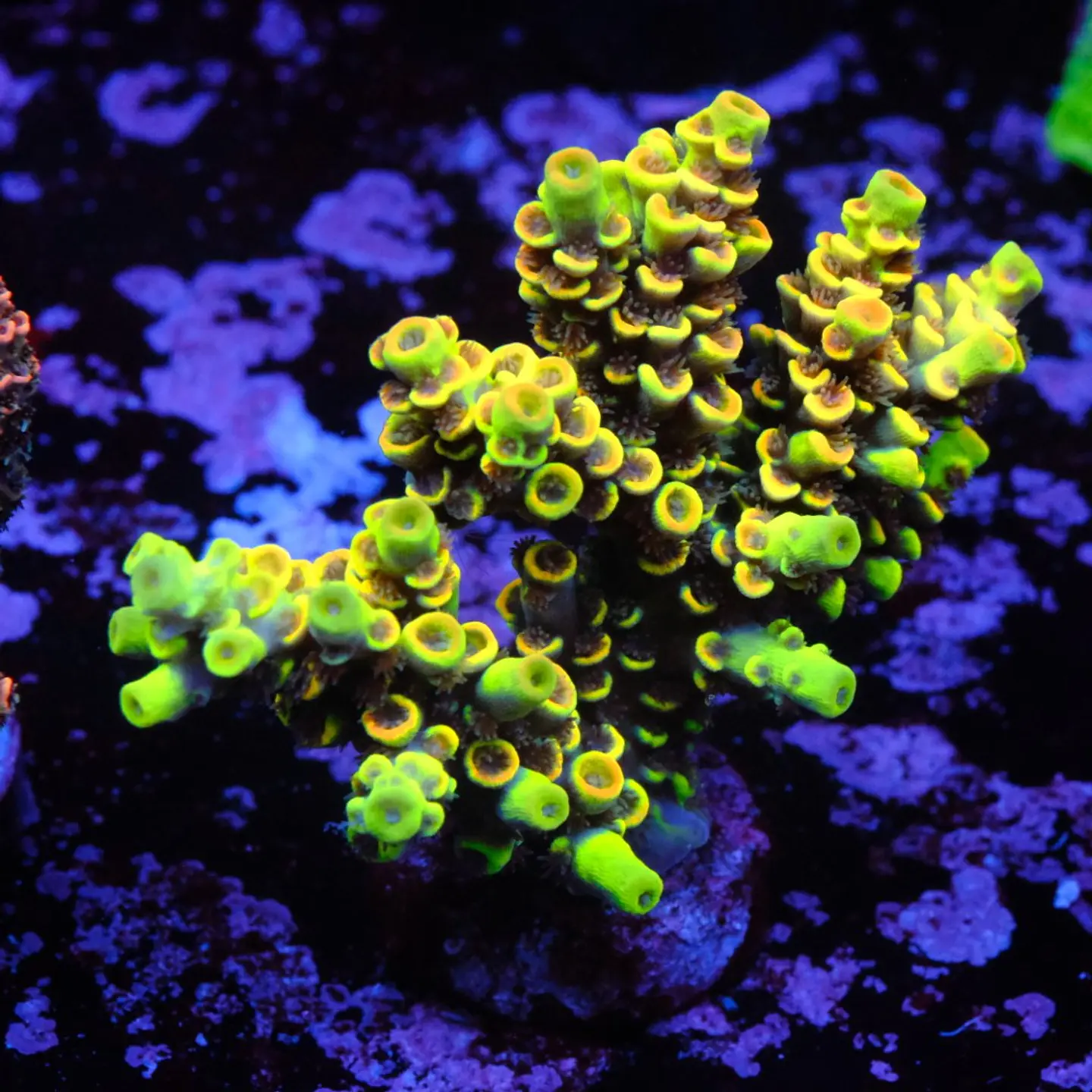 Acropora tenuis sour twist 1