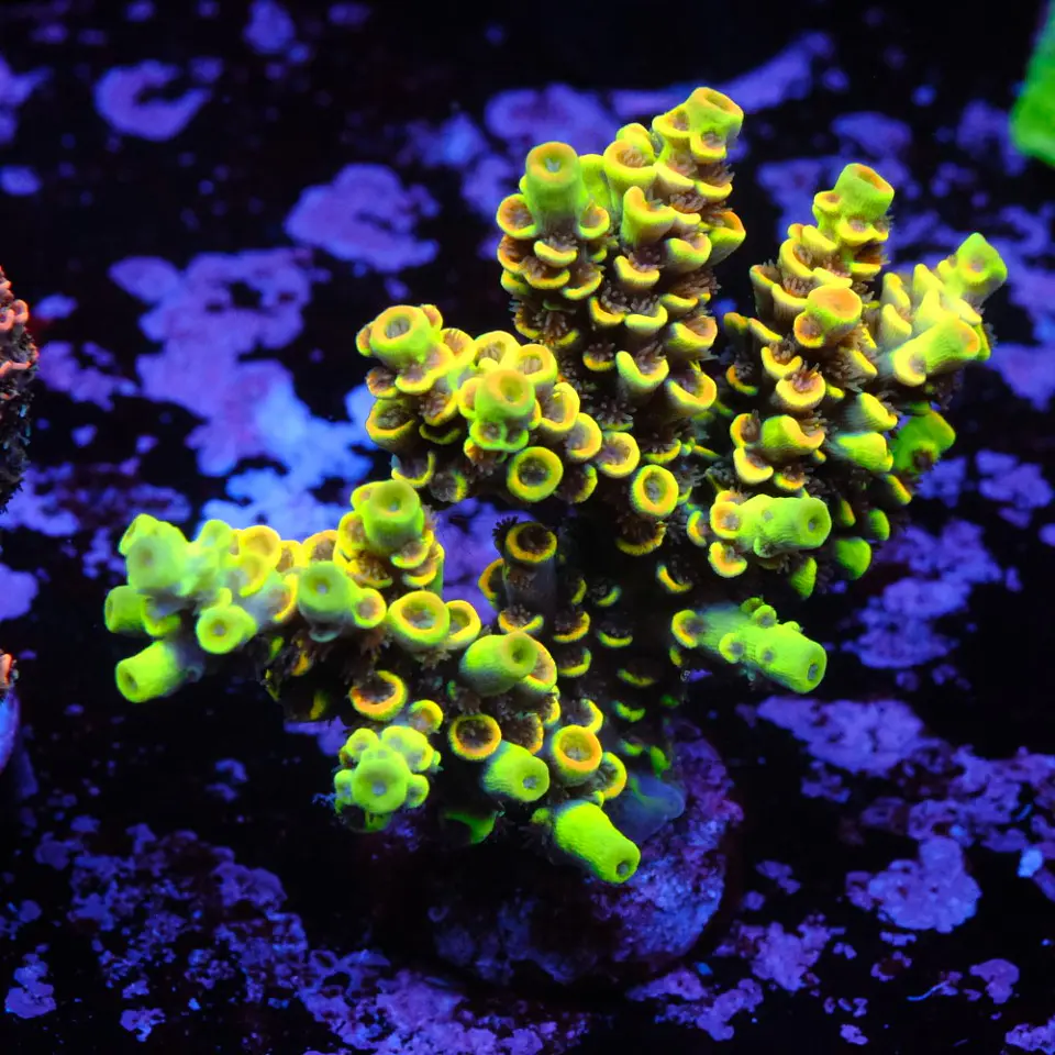 Acropora tenuis sour twist 1