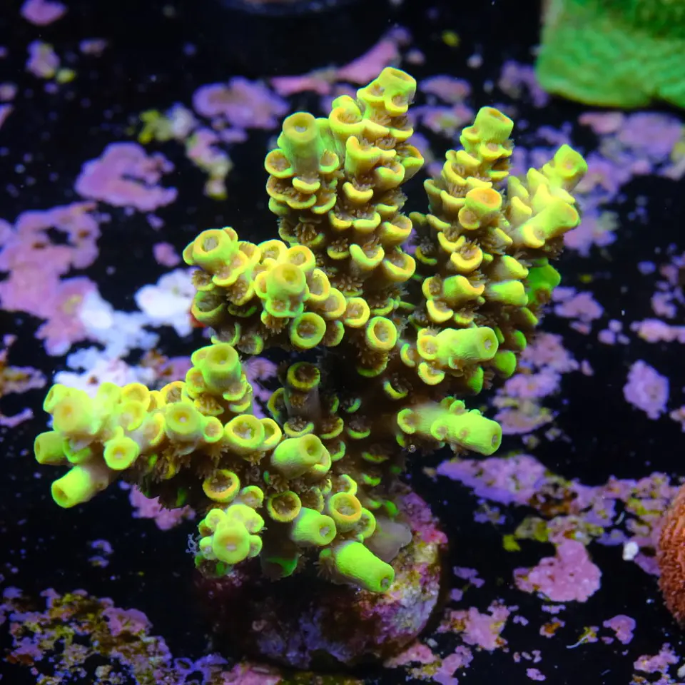 Acropora tenuis sour twist 2