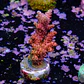 Acropora hyacinthus rainbow - Thumbnail 2