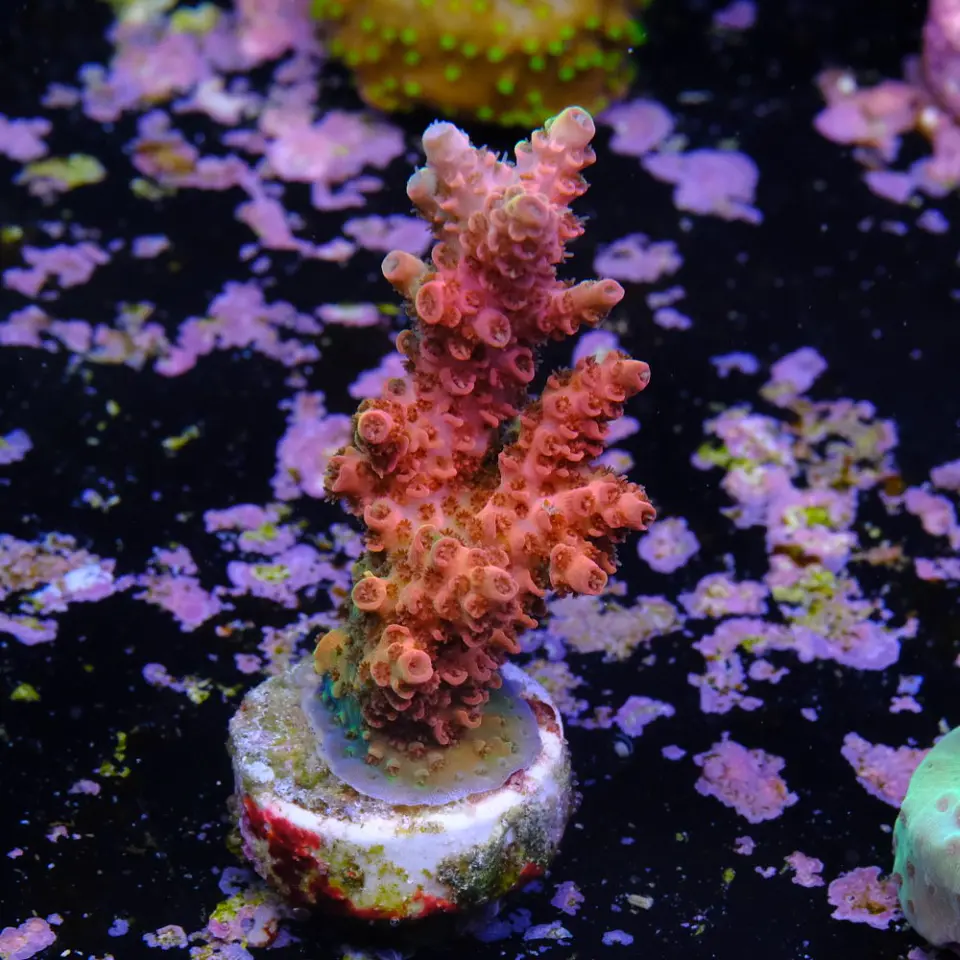 Acropora hyacinthus rainbow 2