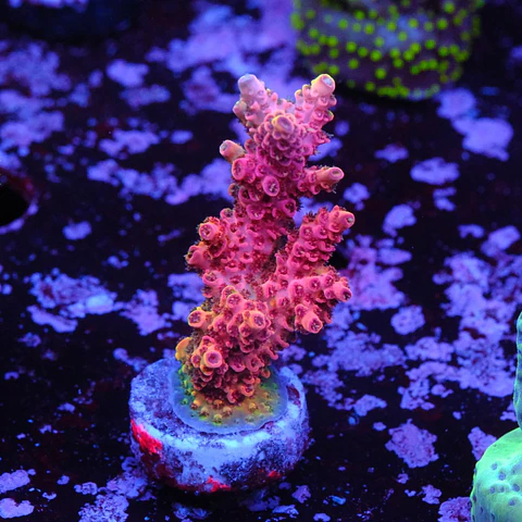 Acropora hyacinthus rainbow