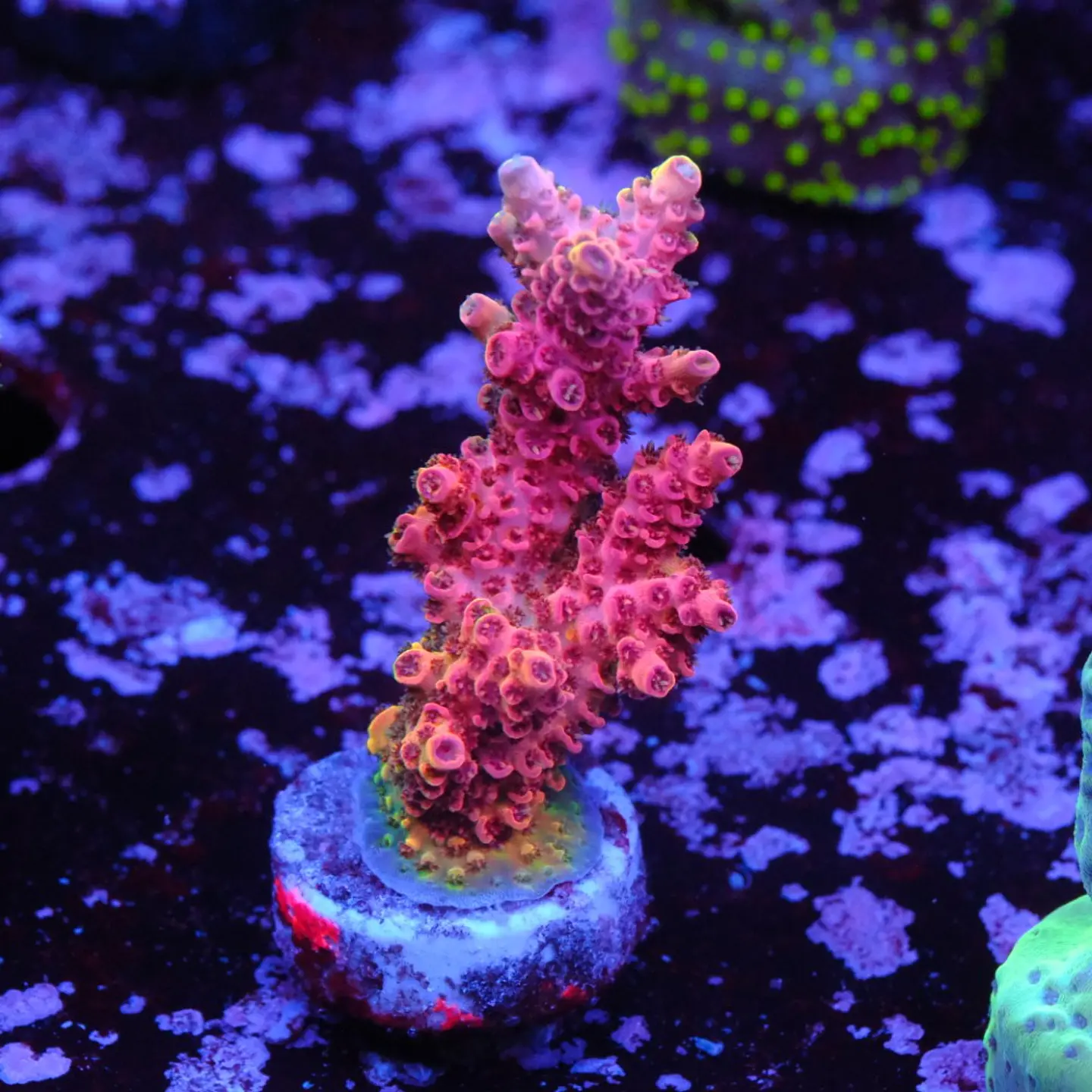 Acropora hyacinthus rainbow 1