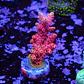 Acropora hyacinthus rainbow - Thumbnail 1
