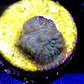 Rhodactis sp - Thumbnail 2