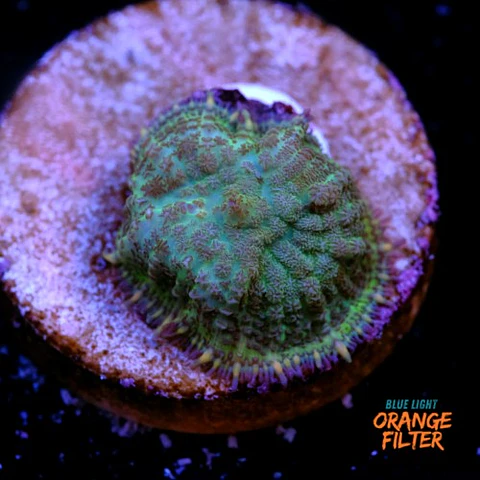 Rhodactis sp