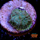 Rhodactis sp - Thumbnail 1