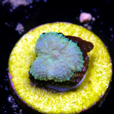 Rhodactis sp