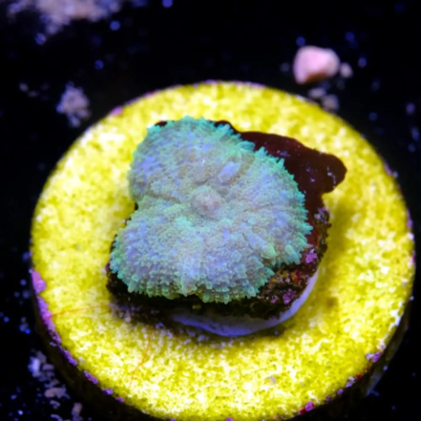Rhodactis sp 2
