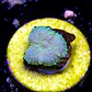 Rhodactis sp - Thumbnail 2