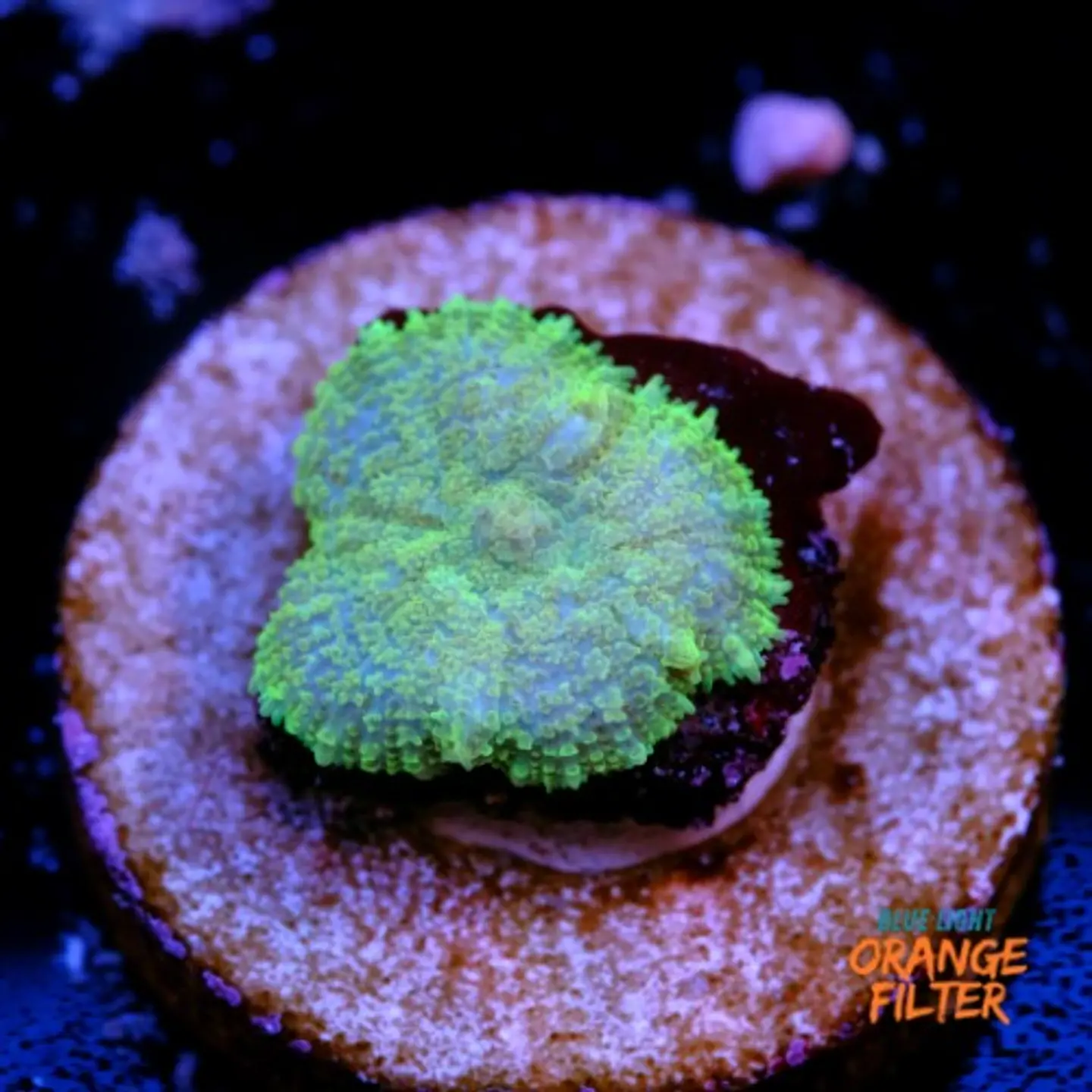 Rhodactis sp 1