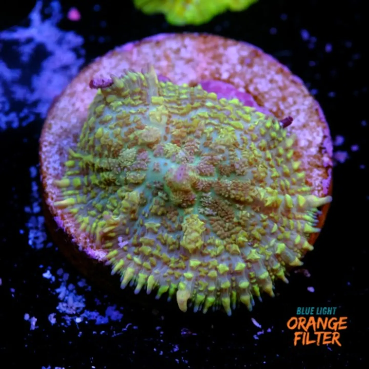 Rhodactis sp 1