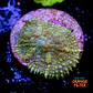 Rhodactis sp - Thumbnail 1
