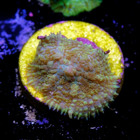 Rhodactis sp