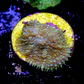 Rhodactis sp - Thumbnail 2