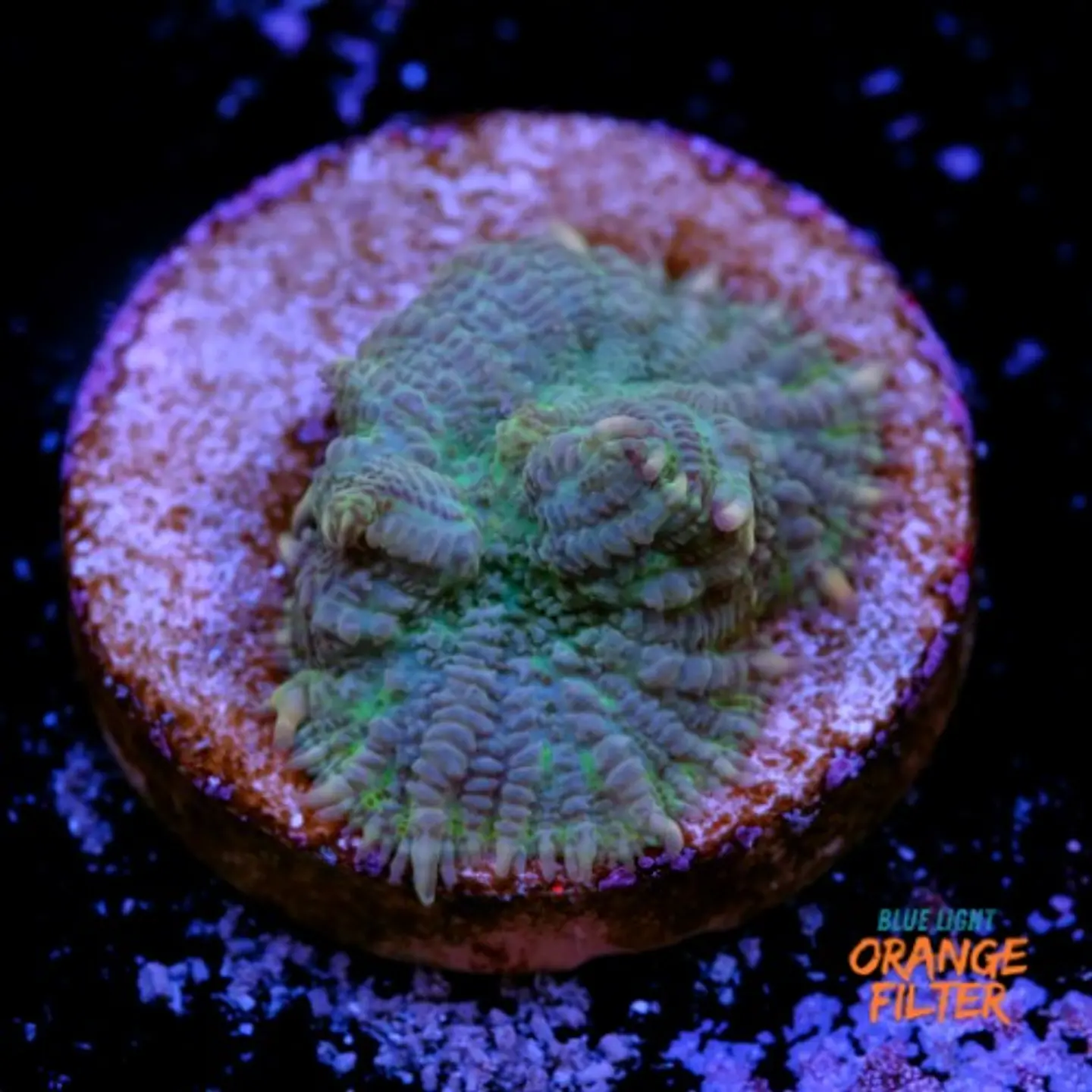 Rhodactis sp 1