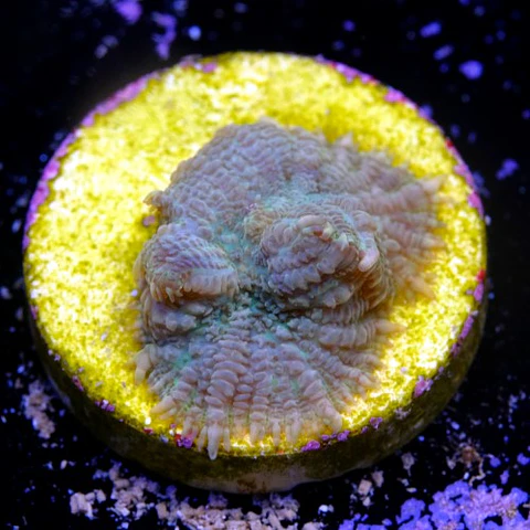 Rhodactis sp