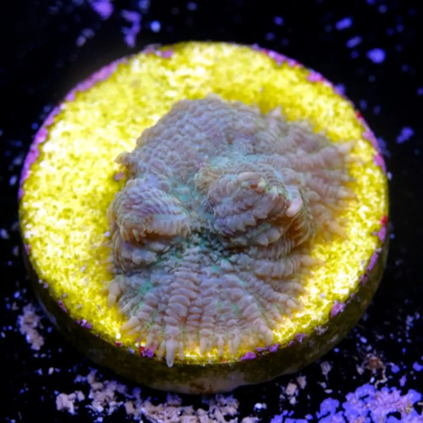 Rhodactis sp 2