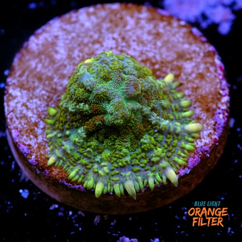 Rhodactis sp