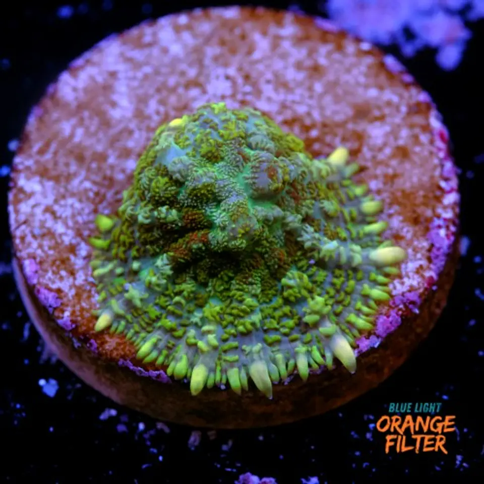 Rhodactis sp 1