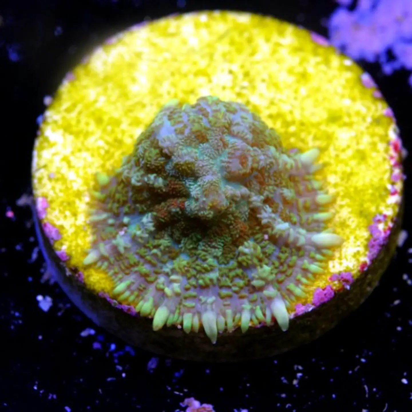 Rhodactis sp 2