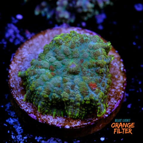 Rhodactis sp