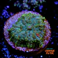 Rhodactis sp - Thumbnail 1