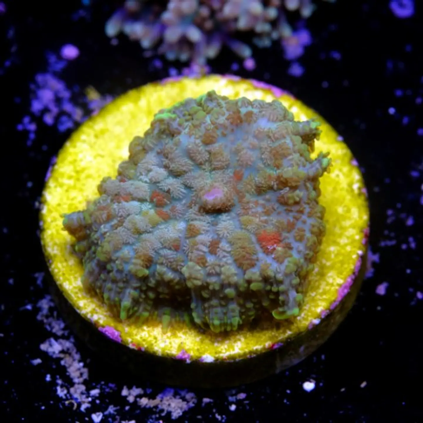 Rhodactis sp 2