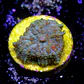 Rhodactis sp - Thumbnail 2