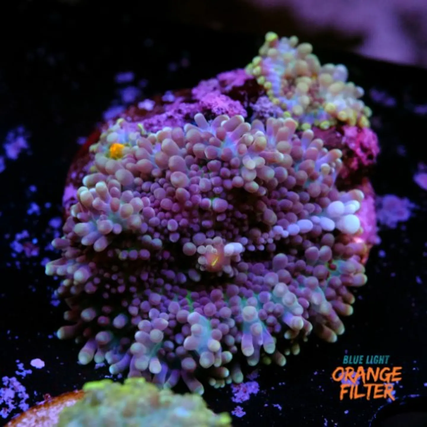 Rhodactis sp 1