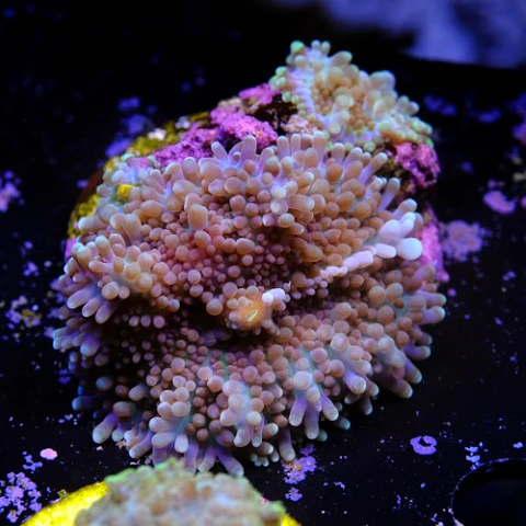 Rhodactis sp