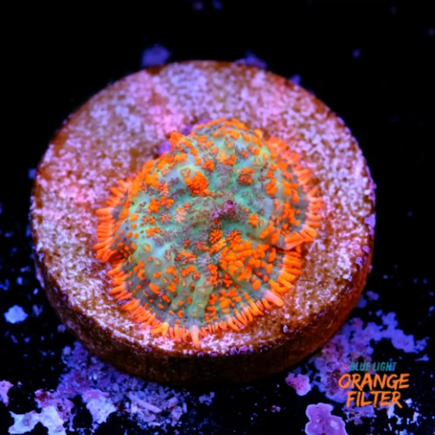 Rhodactis forest fire 1
