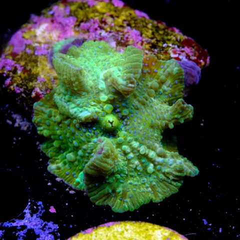 Discossoma green fluor