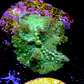 Discossoma green fluor - Thumbnail 2