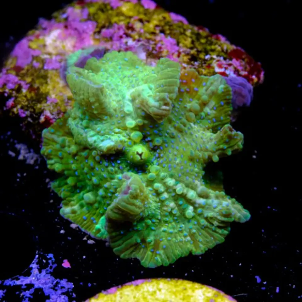 Discossoma green fluor 2