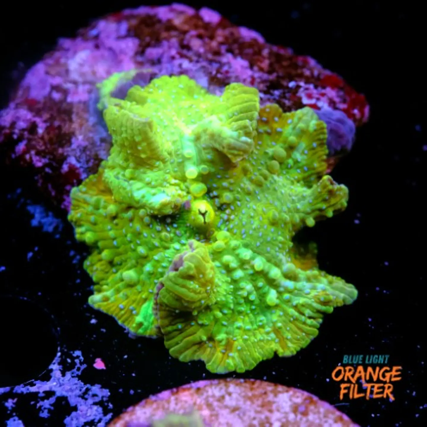 Discossoma green fluor 1