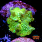 Discossoma green fluor - Thumbnail 1