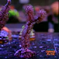 Gorgonia sp - Thumbnail 1