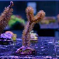 Gorgonia sp - Thumbnail 2