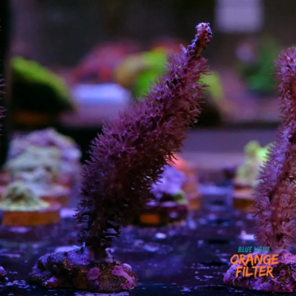 Gorgonia sp 1