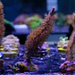 Gorgonia sp - Thumbnail 2
