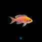 Pseudanthias parvirostris - Thumbnail 1