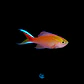 Pseudanthias parvirostris - Thumbnail 2