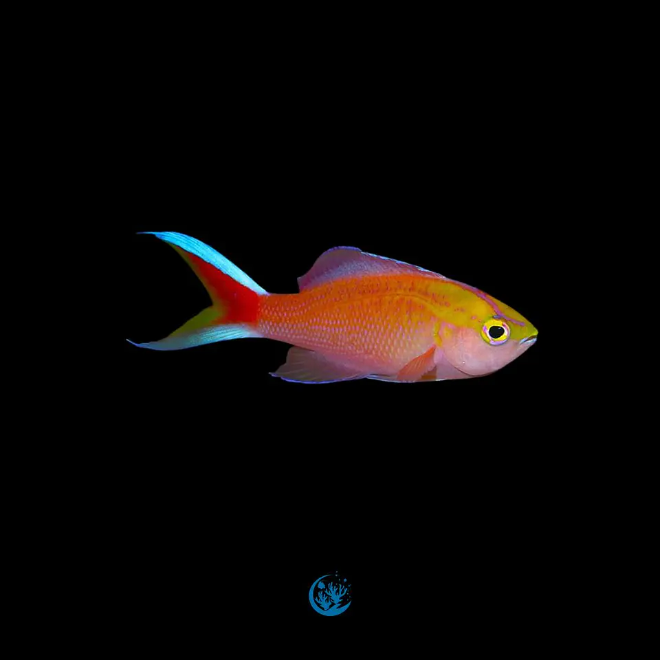 Pseudanthias parvirostris 2