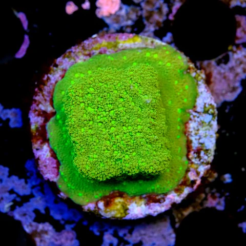 Montipora sp