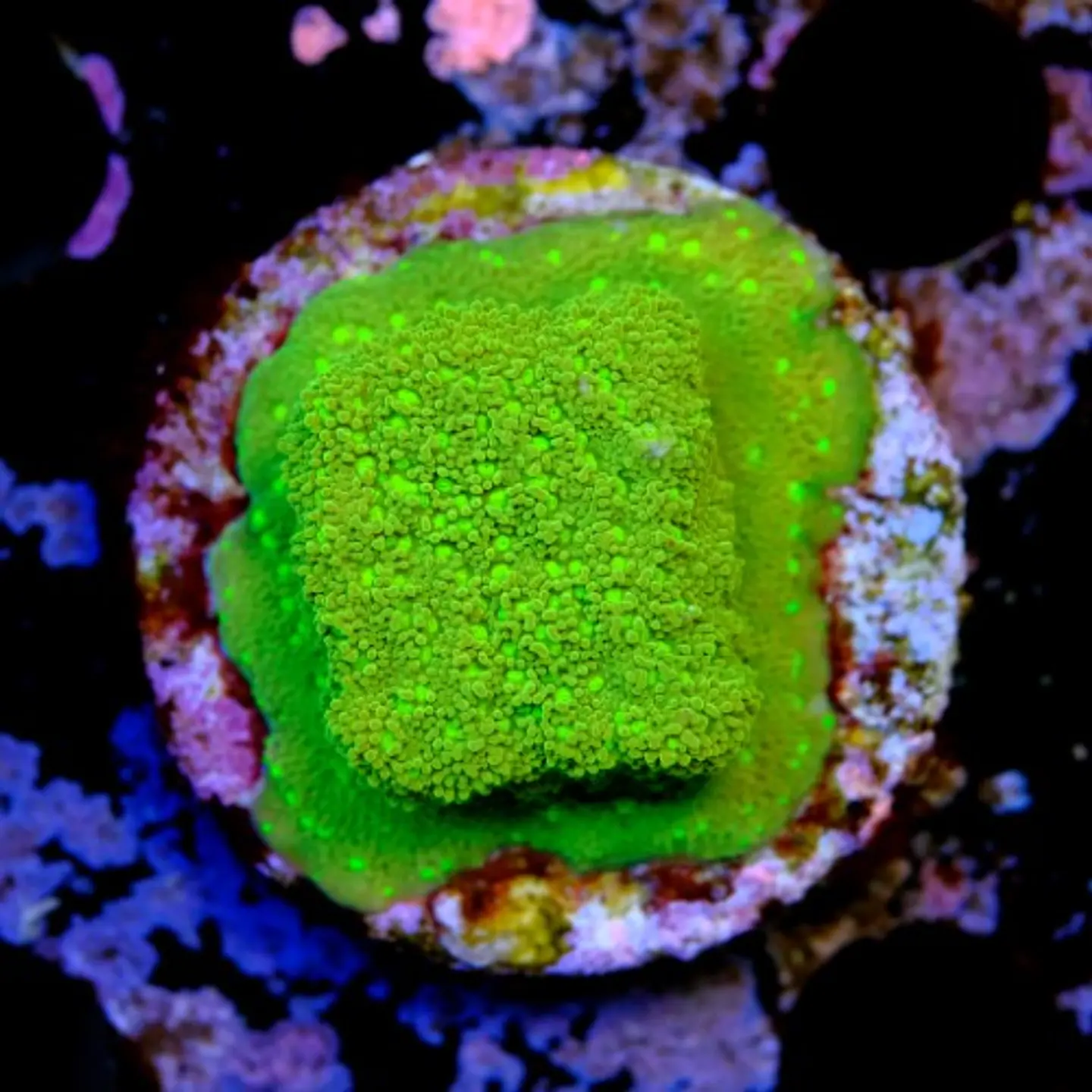 Montipora sp 2