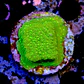 Montipora sp - Thumbnail 2